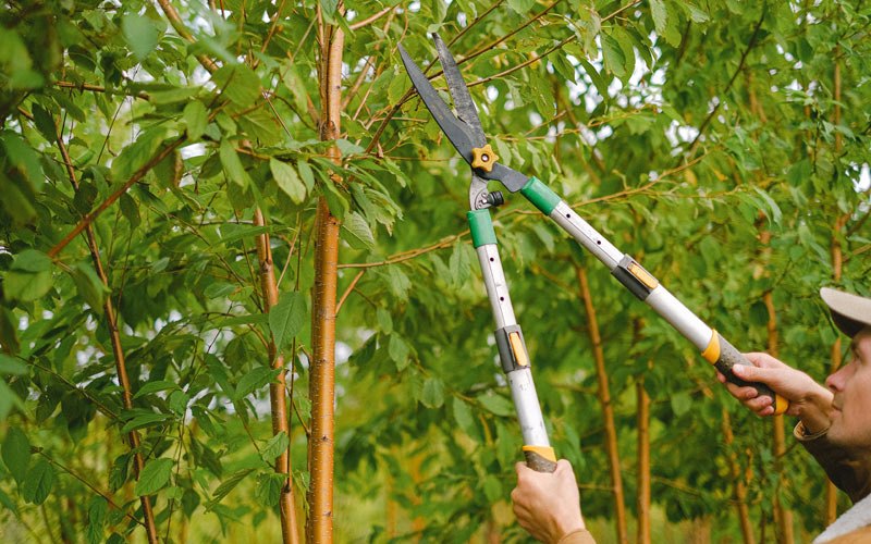 Tree trimming in Cub Run, KY